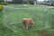 ALEKO DIY Chain Link Dog Kennel - 7.5 x 7.5 x 6 Feet DOGKENNEL7X7X6-AP