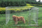 ALEKO DIY Chain Link Dog Kennel - 10 x 10 x 6 Feet DK10X10X6-AP