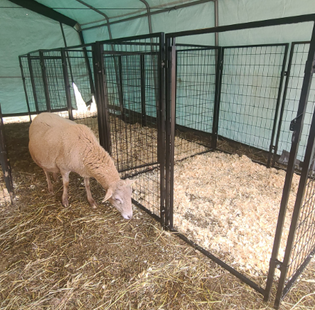 ALEKO Expandable Heavy Duty Dog Kennel and Playpen - 8 Panel - 5 x 5 x 4 Feet DK5X5X4-AP